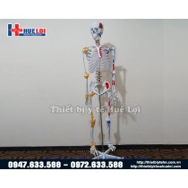 Mô hình giải phẫu xương người 170cm đa chức năng Mô hình giải phẫu xương người 170cm đa chức năng